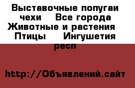 Выставочные попугаи чехи  - Все города Животные и растения » Птицы   . Ингушетия респ.